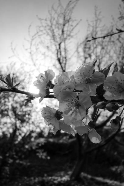 istock Spring Cherry Flowers in Black and White 1215084344