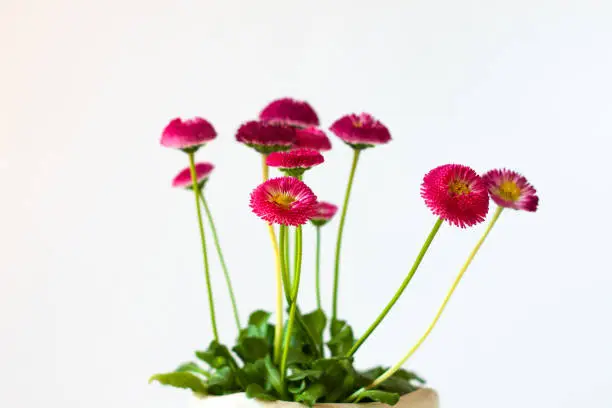 Pink English daisies Bellis perennis on white background isolated. Detailed seasonal natural greeting card. Bellasima rose. Vibrant red magenta color.Home growing plants on windowsill, selective focus