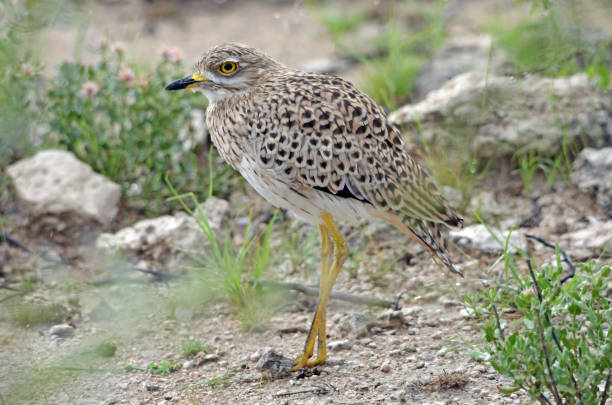 istock Close-up of spotted thick-knee, Etosha, Namibia, green background 1215086771
