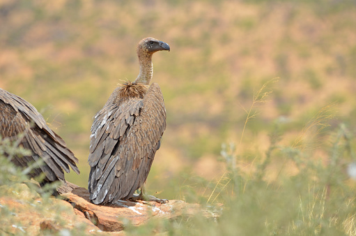 Rüppell's vulture or Rüppell's griffon vulture (Gyps rueppelli) is a large vulture. Meru National Park, Kenya. Flying.
