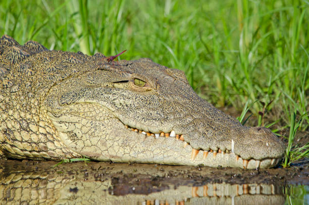 istock Close-up of crocodile on reed bed 1215087070