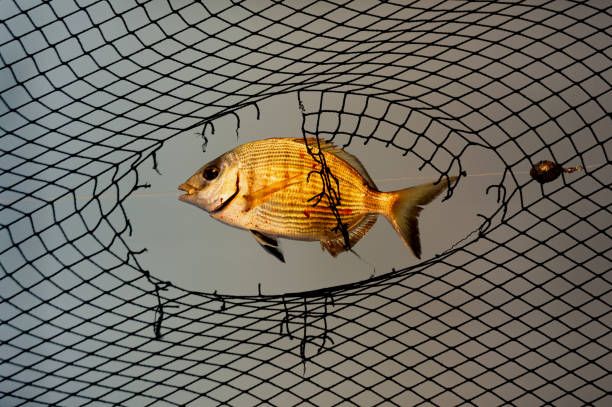 istock fish caught and industrial fish net 1215087142