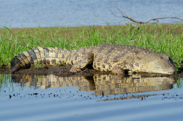 istock Close-up of crocodile on reed bed 1215087299