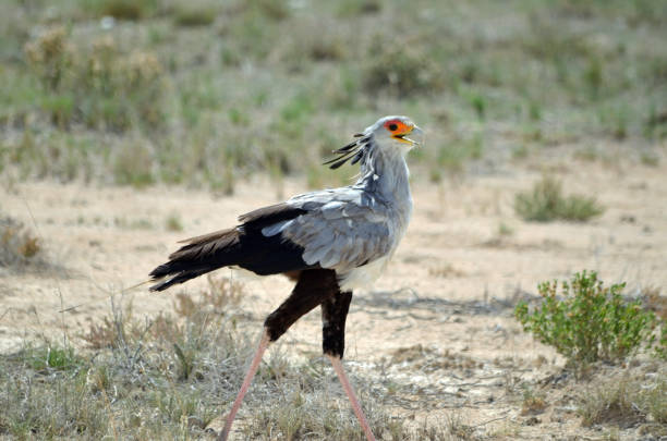 istock Secretarybird walks through savannah 1215088286