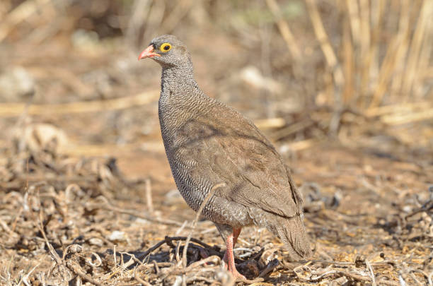istock Red-billed spurfowl on ground 1215088350