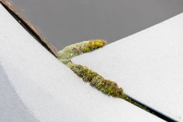 a close up view of moss growing on the back of a cars window due to the cold and rain and the car not being washed