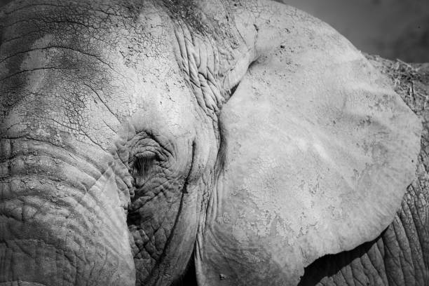 istock Black and white detail elephant 1215089735