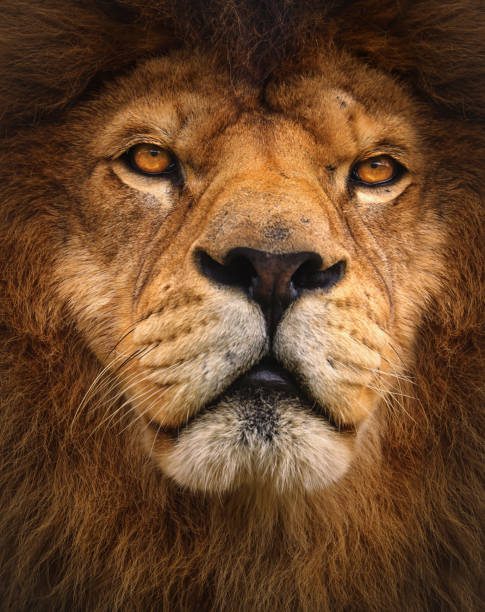 istock Detail portrait lion 1215089756