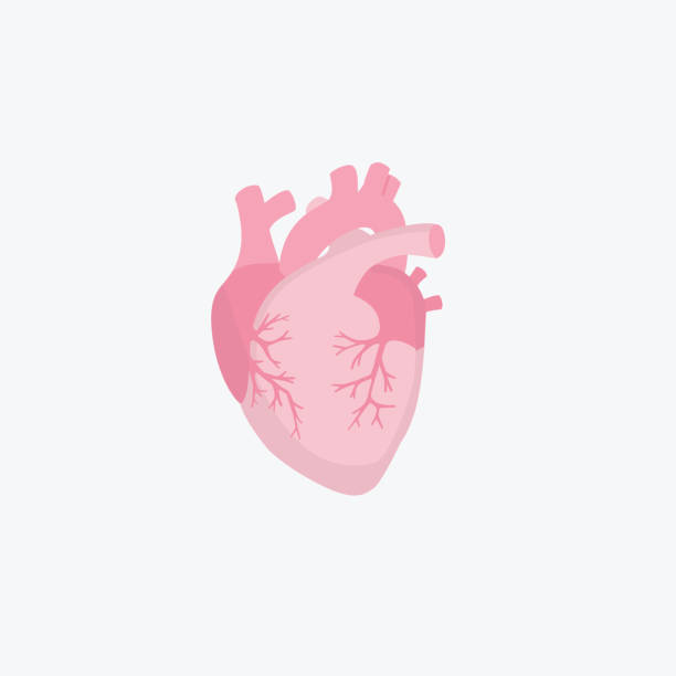 illustrations, cliparts, dessins animés et icônes de illustration humaine d’anatomie de coeur. organe interne du corps humain. système de respiration - human heart heart disease healthy lifestyle human internal organ