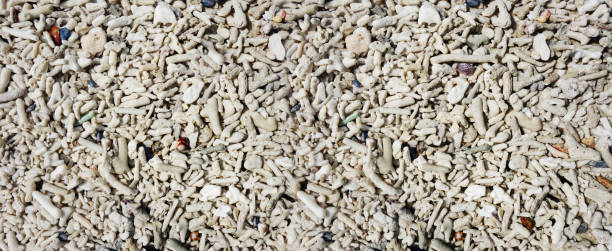 istock coral fragments. Banner background wallpaper 1215093887
