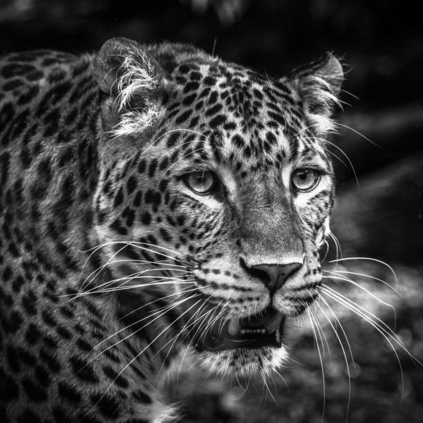 istock Panther of china 1215094063