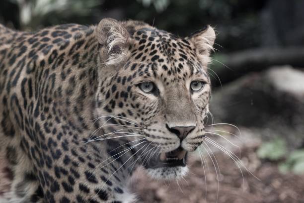 istock Panther of china 1215094190