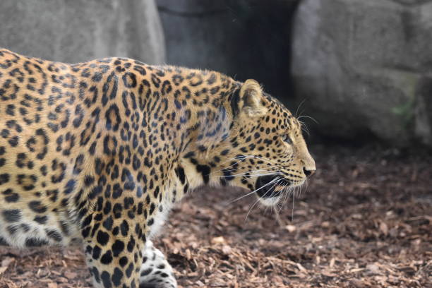 istock Panther of china 1215094839