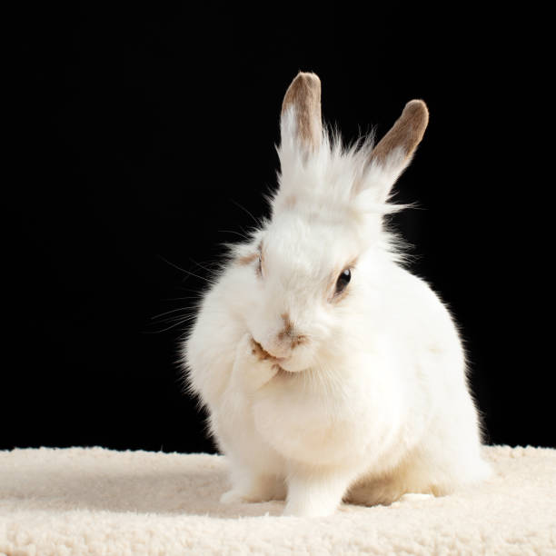 istock Portrait of a rabbit 1215096270