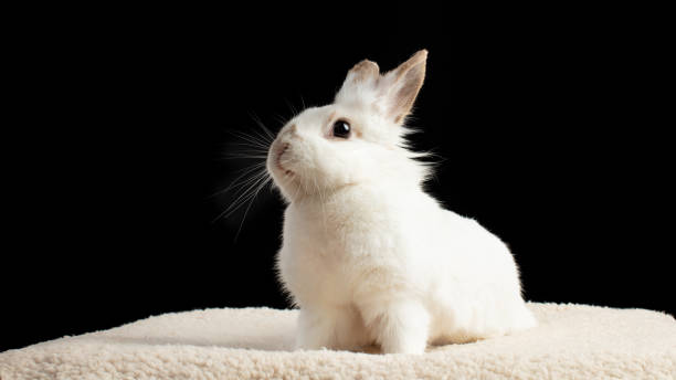 istock Portrait of a rabbit 1215096498