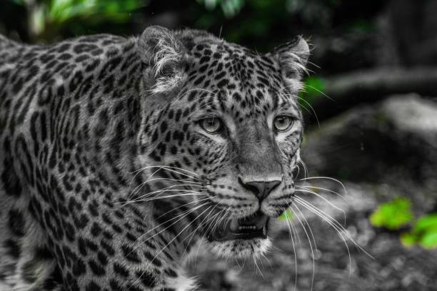 istock Panther of China 1215096563