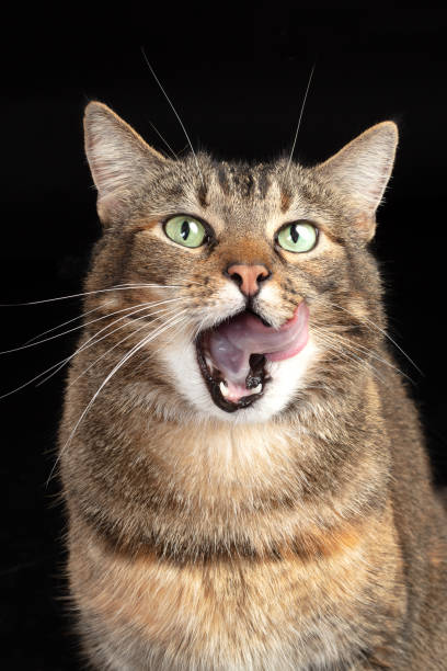istock Close-up portrait of a cat 1215096689