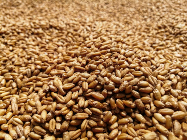 istock Grains of wheat picture 1215096695