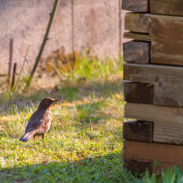 Female Blackbird in the garden