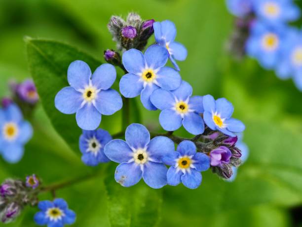 fiori di myosotis sylvatica in primavera - myosotis sylvatica foto e immagini stock