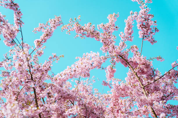 istock Pink flowers on the blue sky background 1215098181