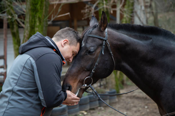 istock Young man stroking horses at the farm 1215098471