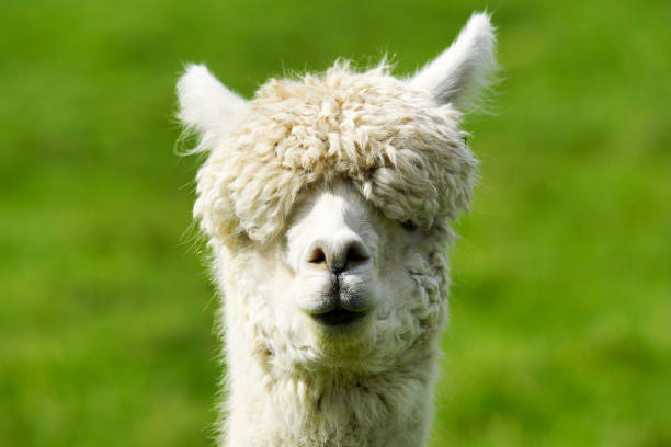 Alpaca Face Closeup