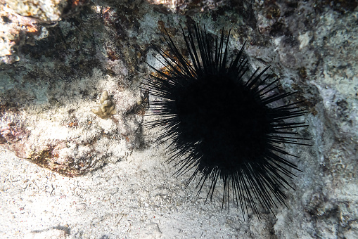 Long Spined Sea Urchin (Diadema Setosum) Hiden In The Sandy Seabed Near Coral Reef. Dangerous Underwater Animal With Black Poisoned Thorns, Red Sea, Egypt.