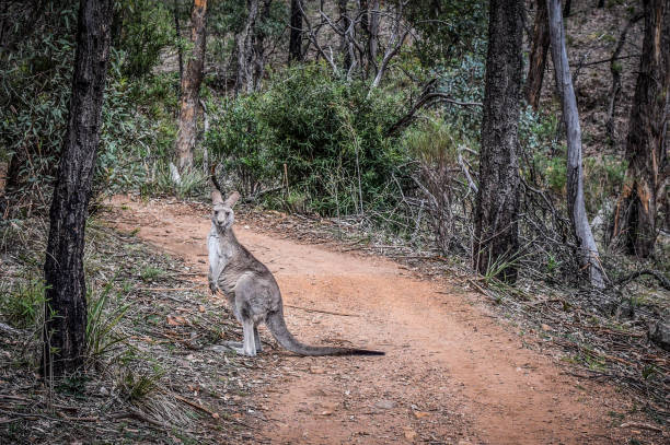 Warrumbungle National Park Scenic national park in the state of New South Wales warrumbungle national park stock pictures, royalty-free photos & images