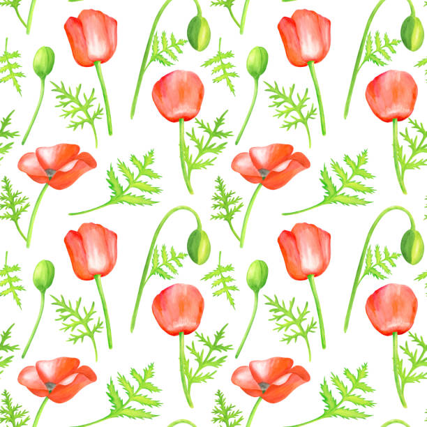 aquarell rot mohn nahtlose muster. hand gezeichnet botanische papaver blume mit blättern illustration isoliert auf weißem hintergrund. helle feld pflanze textur für dekoration, design, textil, druck. - red pattern poppy plant stock-grafiken, -clipart, -cartoons und -symbole