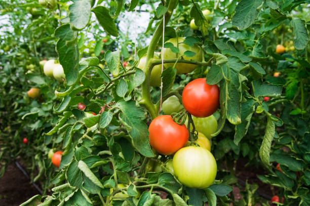 istock Tomato growing in greenhouse 1215100871