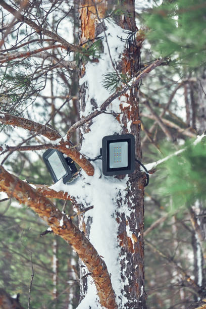 istock Tree-mounted led spotlight on the pine branch in the winter pine forest 1215101618