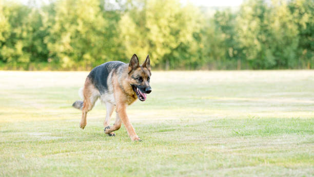 istock Portrait of a German Shepherd in the meadow 1215101983
