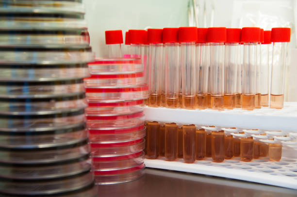 istock Microbiology research in laboratory 1215102243