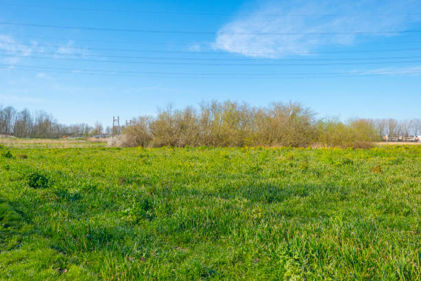 istock Trees along a residential area and a meadow below a blue sky in sunlight in spring 1215103599