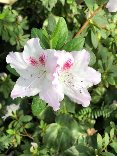 istock Light pink azalea flowers on a bright green background 1215105556