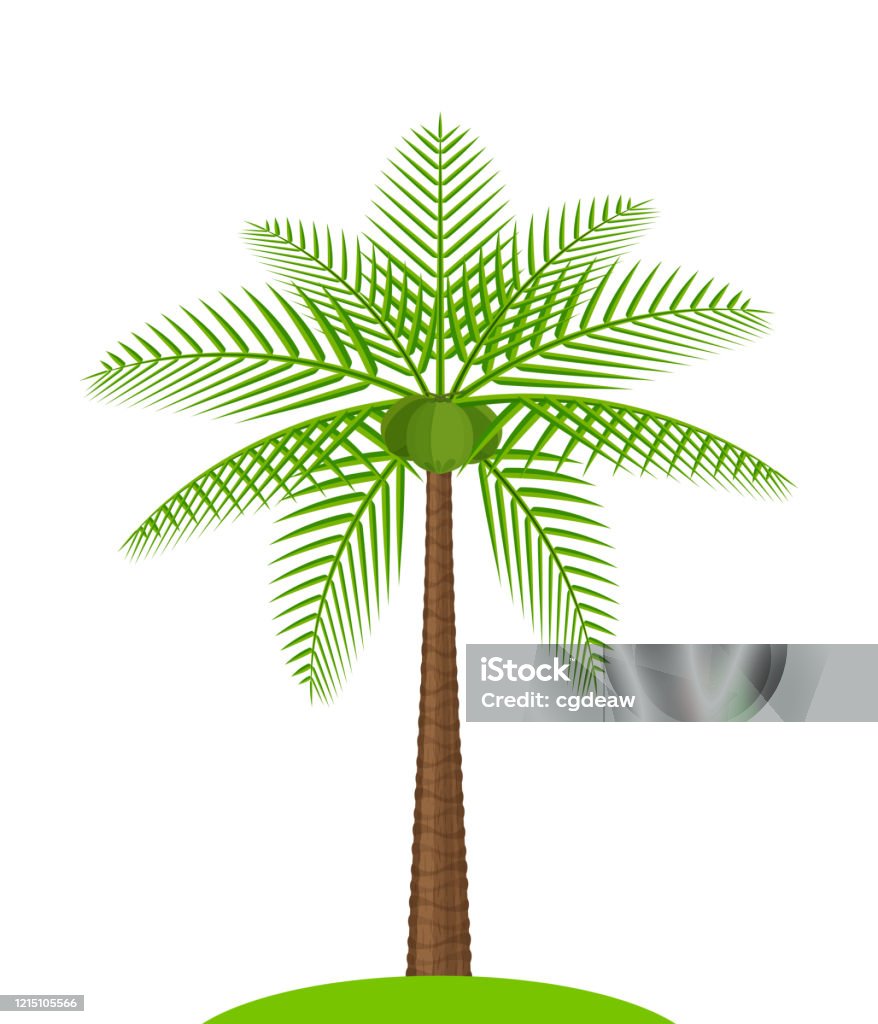 Cây Dừa Đơn Giản Biệt Lập Trên Trắng Minh Họa Cây Cọ Dừa Cây Dừa ...
