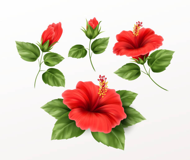 ilustrações, clipart, desenhos animados e ícones de conjunto é linda flor de hibisco, botões e folhas isoladas em fundo branco. ilustração de vetores realistas de plantas tropicais exóticas - tea island