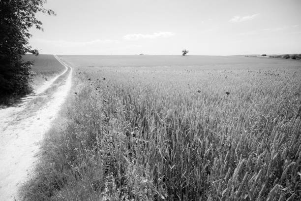 Easy dirt road between grain fields and tree on the horizon in black and white