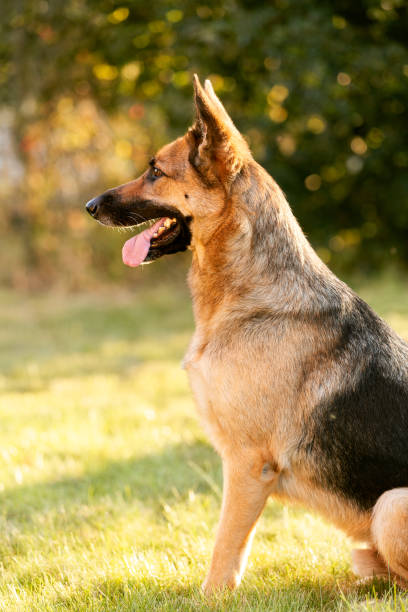 istock Portrait of a German Shepherd 1215108195