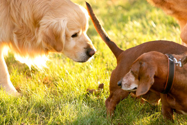 istock sniffing golden retriever and tackel 1215108505
