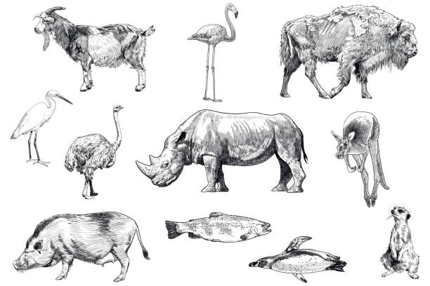 ilustrações de stock, clip art, desenhos animados e ícones de set of drawings of animals: goat, flamingo, bison, egret, ostrich, rhinoceros, kangaroo, pig, trout, penguin, meerkat - group of animals animal bird flamingo