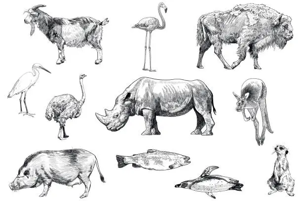 Vector illustration of Set of drawings of animals: goat, flamingo, bison, egret, ostrich, rhinoceros, kangaroo, pig, trout, penguin, meerkat