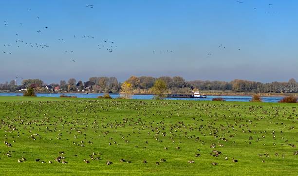 istock Wild Geese at the Rhine 1215109002