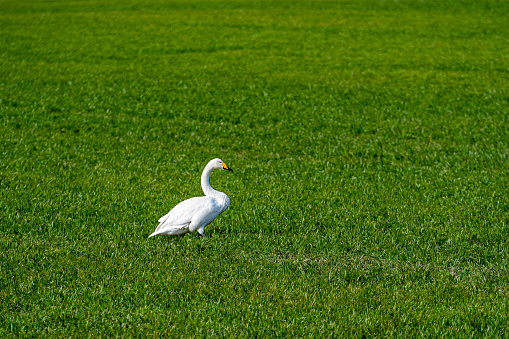 Whooper swan (Cygnus cygnus), Whooper swan feeding and resting on green meadow in March, Latvia, 2020