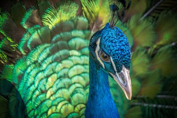 nahaufnahme auf pfau vogel mit schönen grünen schwanz. - close up peacock animal head bird stock-fotos und bilder