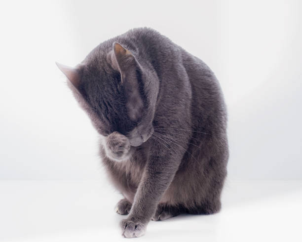 istock a Russian blue cat pondering with its feet on its face. 1215110292