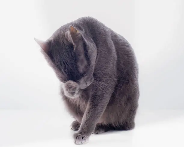 Photo of a Russian blue cat pondering with its feet on its face.