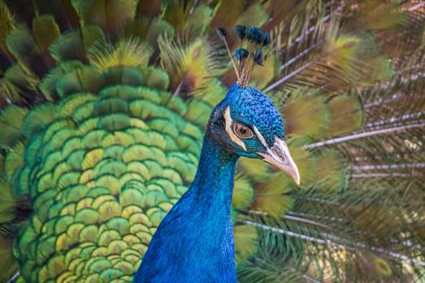 nahansicht auf kopf von pfau vogel mit schönen grünen schwanz. - close up peacock animal head bird stock-fotos und bilder