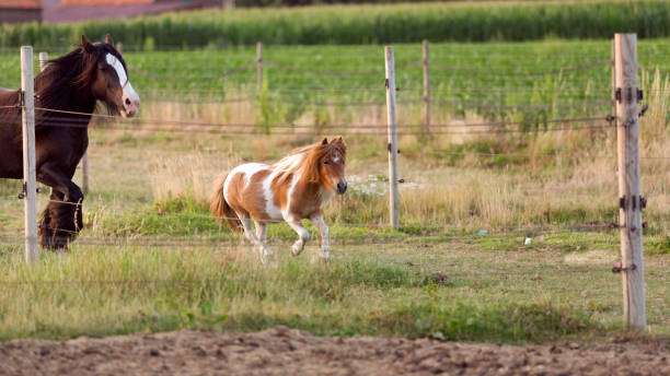 istock Running horse and pony 1215111949